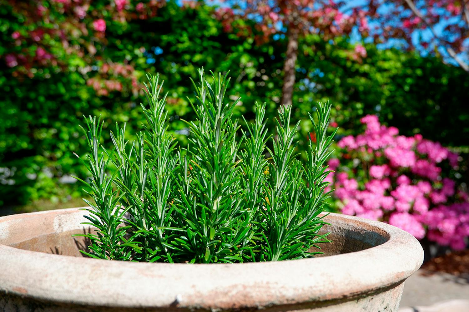 Rosmarinplante Rosmarin plante